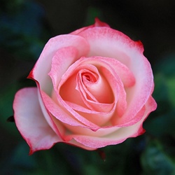 dailyPhoto9